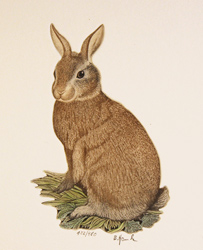 Engraving, Hand coloured restrike engraving, Rabbit