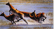 Pip McGarry, Original oil painting on Canvas. 