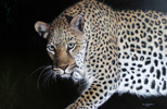 Pip McGarry, Original oil painting on Canvas