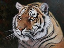 Pip McGarry, Original oil painting on canvas, Sumatran Tiger