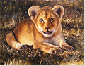 Pip McGarry, Original oil painting on canvas, Cub