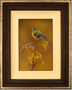 Wayne Westwood, Original oil painting on panel, Bluetit Medium image. Click to enlarge