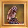 Wayne Westwood, Original oil painting on panel, Owl Medium image. Click to enlarge