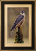 Wayne Westwood, Original oil painting on panel, Peregrine Falcon