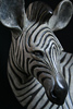 Adam Binder, Bronze, Zebra Foal