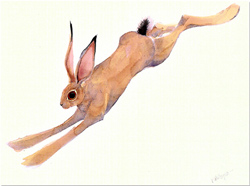 Mary Ann Rogers, Signed limited edition print, Lepus