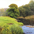 Michael James Smith, Original oil painting on panel, The River Wye Medium image. Click to enlarge