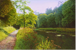 Michael James Smith, Original oil painting on canvas, River Chelmer, Essex Medium image. Click to enlarge