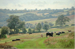 Peter Barker, Original oil painting on panel, Hazy Grazing Medium image. Click to enlarge