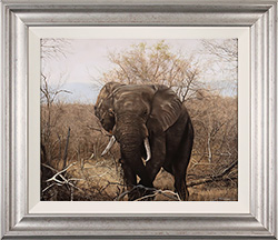 Stephen Park, Original oil painting on panel, Elephant Medium image. Click to enlarge